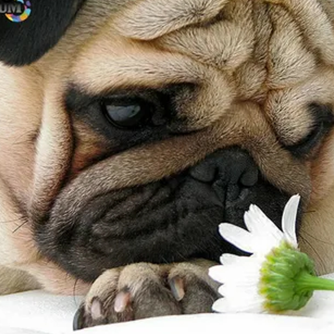 usa_pug's tweet photo. Sweet dreams are made of treats. 
#dogfeatures #dogportrait #dogtrainer #dogwalk #dogsofinstgram #dogsdaily #dogwalking #dogwalker #dogoargentino #dogart #dogphoto #dogsmile #dogfriends #doggie #dogtreats #dogclothes #dogsandpals #cutedog #dogworld https://t.co/PjkpYxSLag