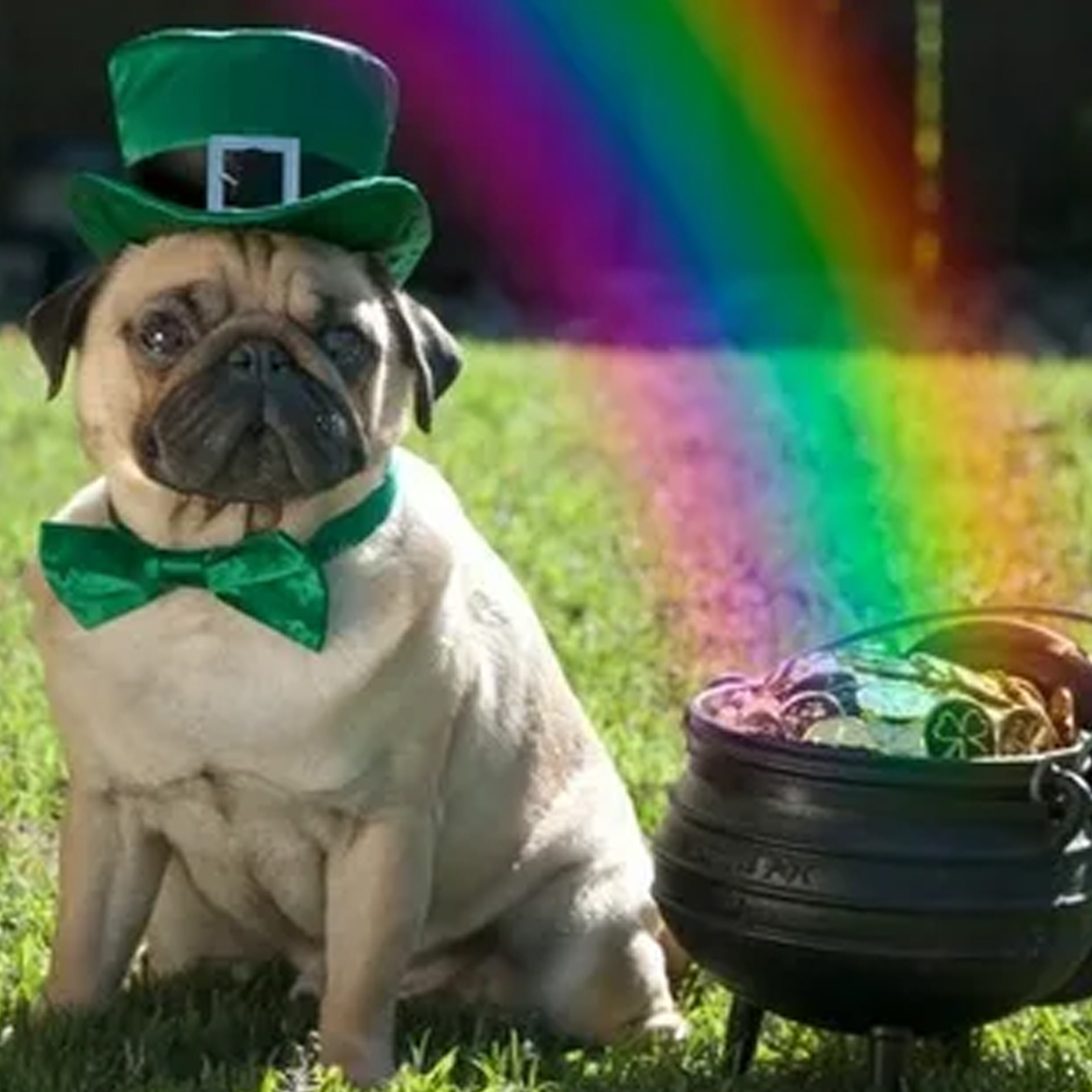 usa_pug's tweet photo. Out on the town for a little barkour!
#dogs_of_instagram #dogbreed #dogstagram #dogofinstagram #doggrooming #dogsofig #dogsofinsta #doggo #dogscorner #dogslover #doginstagram #dogstyle #dogmomlife https://t.co/0HPPdGvfN9