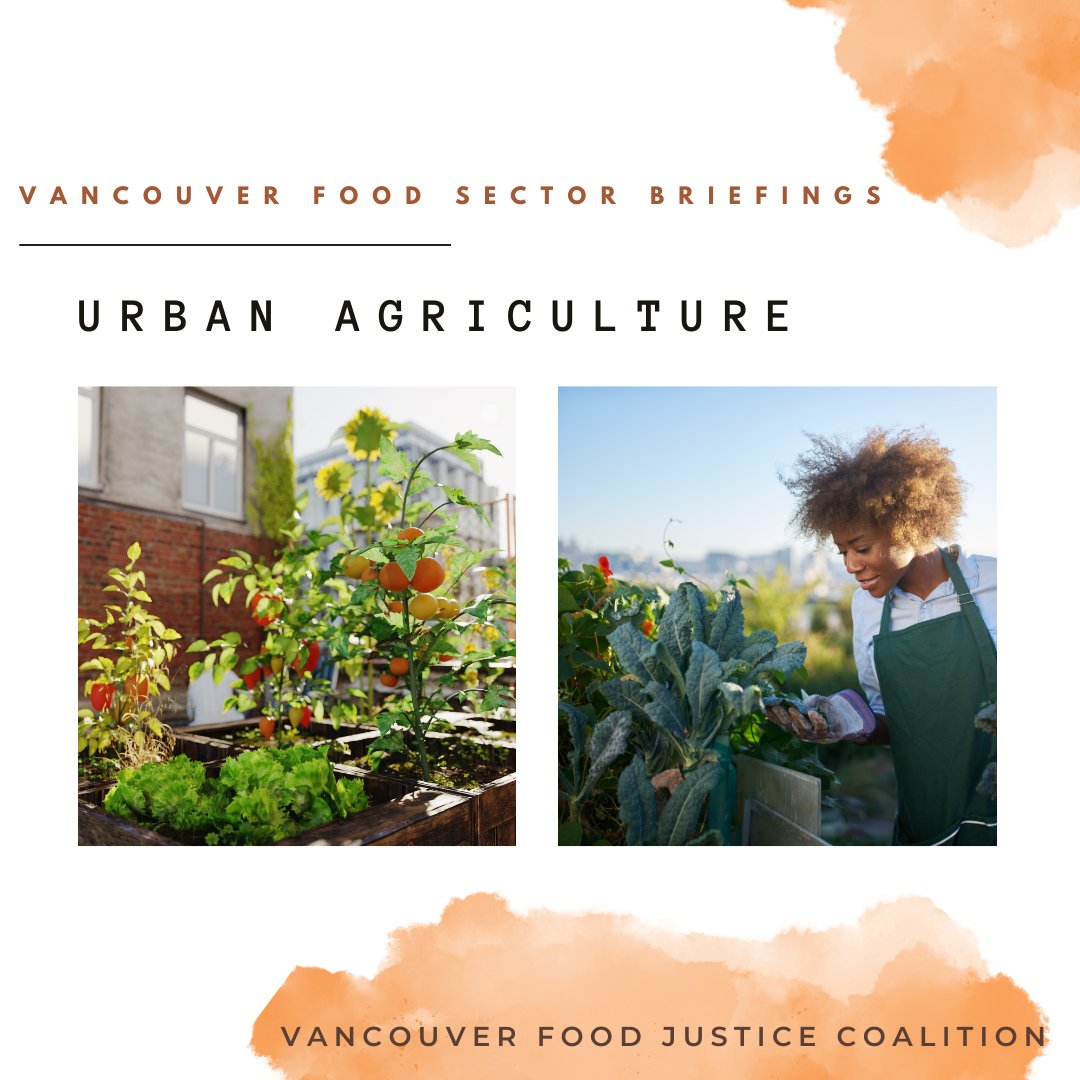 We are looking forward to the Vancouver Food Systems Dialogue at the City Hall on February 9 and today, we are taking a closer look at urban agriculture in Vancouver! Learn more in the VFJC Food Sector Briefings: vancouverfoodnetworks.com/wp-content/upl…