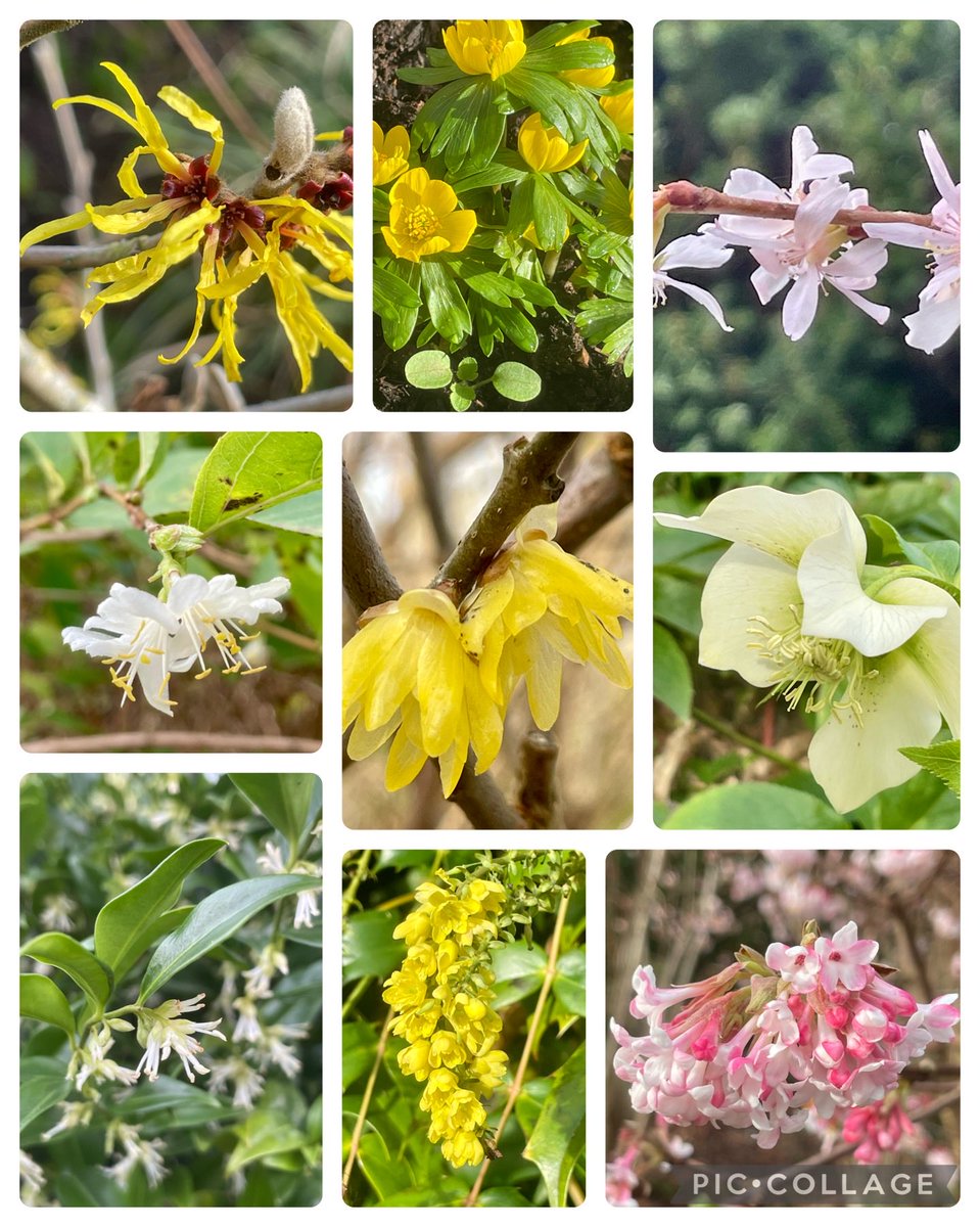 B_Strawbridge's tweet photo. Some of the flowering plants we saw this afternoon in the wonderfully fragrant Winter Garden at ⁦⁦@AngleseyAbbeyNT⁩…
Witch Hazel, Winter Aconite, Flowering Cherry, Winter honeysuckle, Wintersweet, Hellebore, Christmas box(?), Mahonia, and Vibernum. https://t.co/D9CdztlEgg