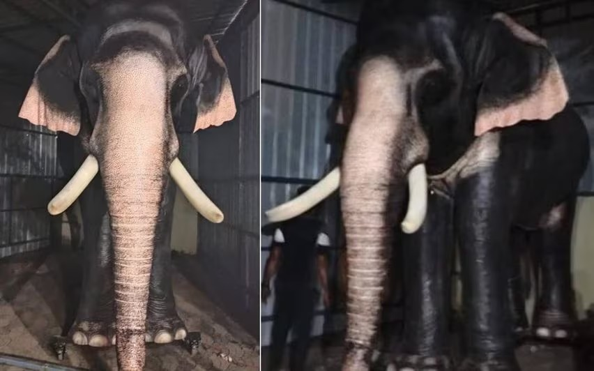 vfaes_org's tweet photo. 𝐆𝐑𝐎𝐔𝐍𝐃𝐁𝐑𝐄𝐀𝐊𝐈𝐍𝐆 𝐧𝐞𝐰𝐬!! 📣📣📣

Voices for Asian Elephants launches a robotic elephant to replace LIVE elephants at a temple in Gudalur village of Nigiris district, Tamil Nadu (TN) state that borders Kerala. 🔥🔥 #share

🔗 Learn more: https://t.co/c7shfhEBrY https://t.co/GXxHFF2ZVM