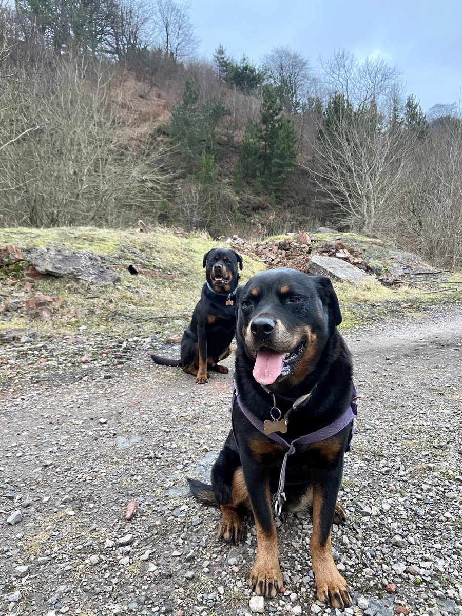 Come on Wales 🏆  🏴󠁧󠁢󠁷󠁬󠁳󠁿 🏉
Rugby fever here come the Rotties 
Oogy oogy oogy !!!!
         #rottie #rottweiler