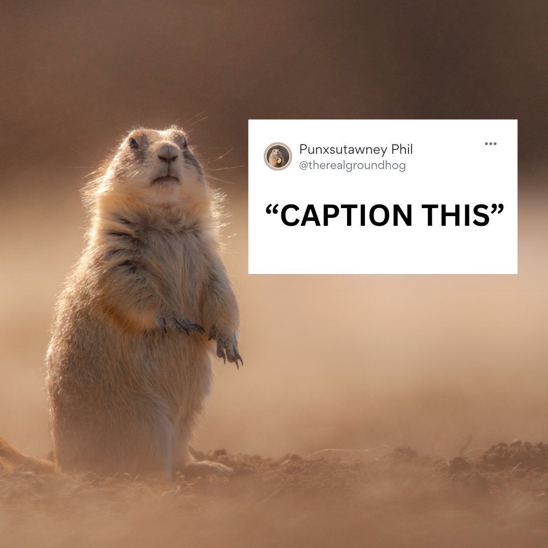 Happy Groundhog Day from SkyHouse Nashville Apartments! 🎉🐾 Let's have some fun with a caption challenge. Drop your wittiest Punxsutawney Phil lines for this pic below! Ready, set, go! 👇😄

#GroundhogDayVibes #CaptionThis #GroundhogDay #NashvilleApartments #skyhousenashville