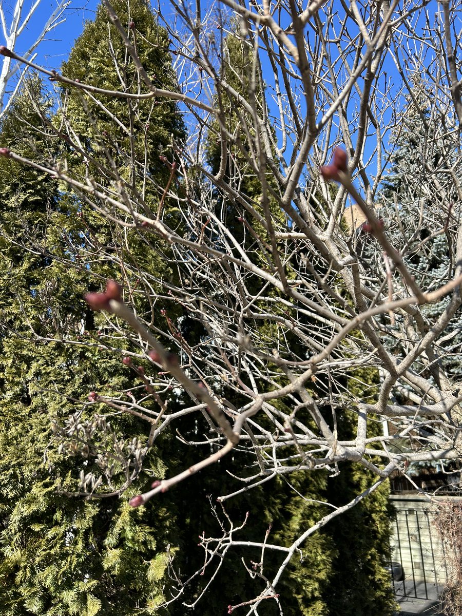 pattimarathon's tweet image. Neighbourhood garden report #WhileWalking