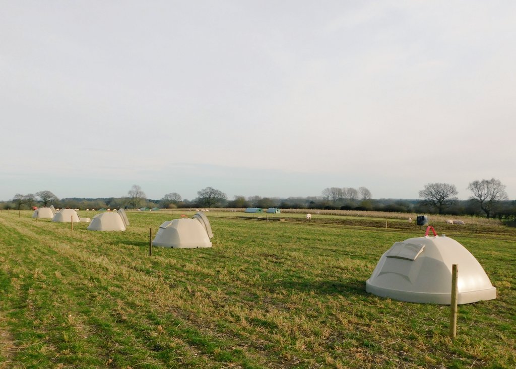 contentedpigs's tweet photo. A lot of time and thought has gone into the design &amp; development of our all new Armadillo #farrowing ark.
We have advanced its performance to new levels while working on an age old principal that simplicity can be reliable, desirable &amp; efficient.
@AHDB_Pork @pigworldmag @PigStuff https://t.co/yqj99RHIDl