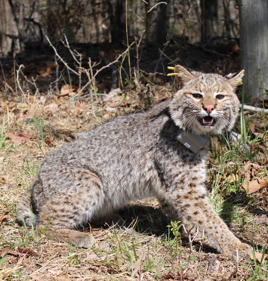 Movement of Life tweet media