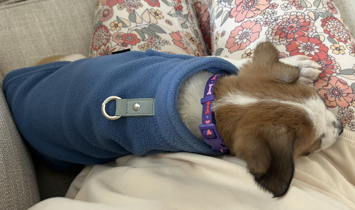 storiedhome's tweet image. I am loving this sweet girl so much❤️. Took Poppy to school with my preschoolers yesterday and Wednesday and she was fantastic!!! What surprised me even more is how gentle and patient my students were with her. #jrt  #poppy #puppymom