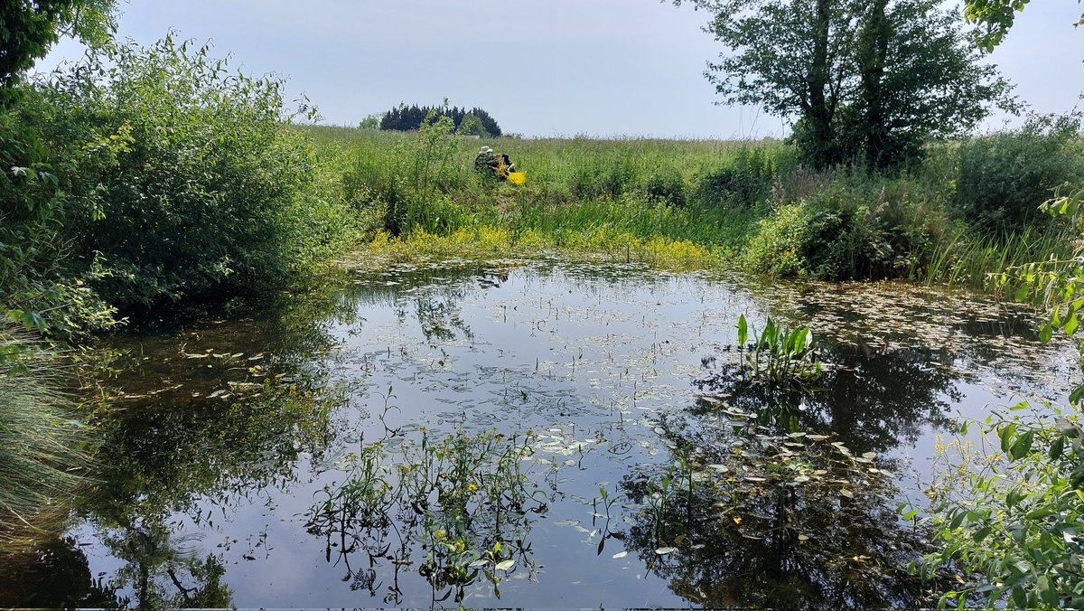 Forgotten wetlands 2: The humble farm #pond. There is no more important habitat for biodiversity in the farmed countryside. Happy to arm wrestle over it #WorldWetlandsDay