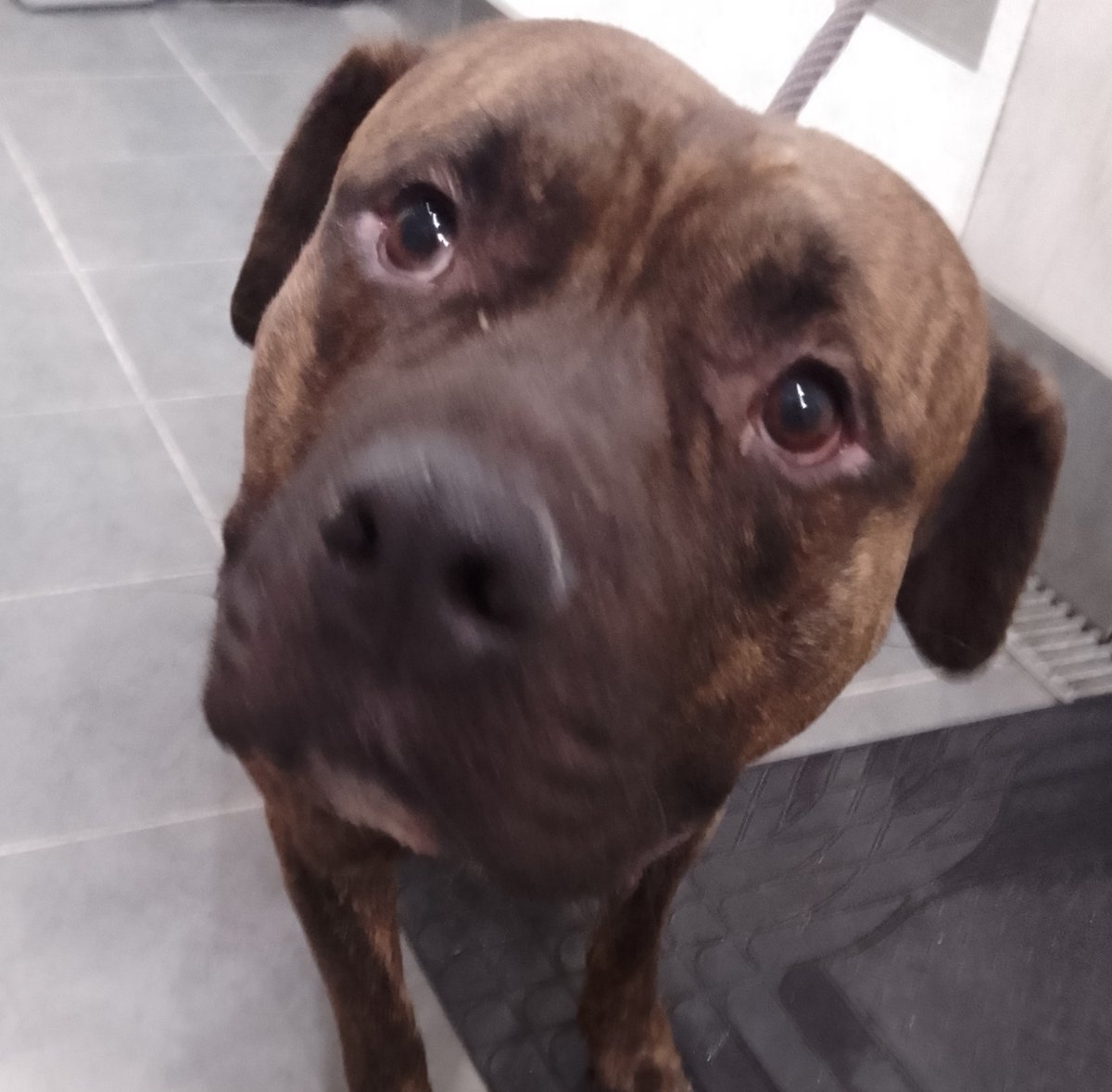 Please retweet to HELP FIND THE OWNER OR A RESCUE SPACE FOR THIS STRAY/ABANDONED DOG FOUND #ORPINGTON #BROMLEY #LONDON #UK 🆘RESCUE SHELTER SPACE NEEDED🆘 American Bulldog, Male, chip not registered, found 1 February. Now in a council pound, he could be missing or stolen…
