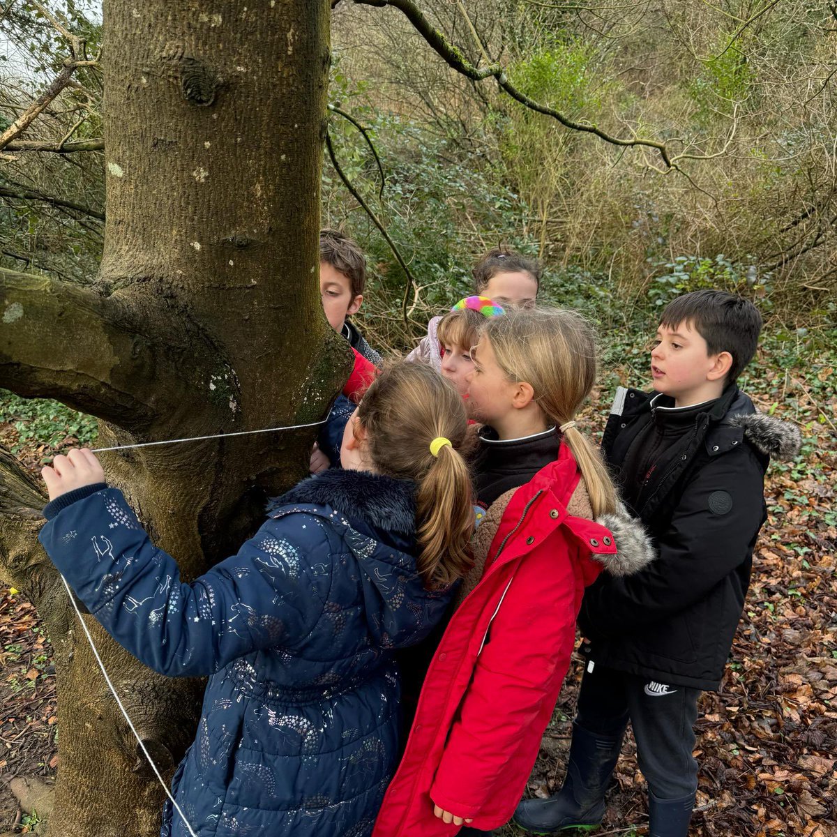 standrewsmajor's tweet photo. TREES! How old are you? 
Year 4 have been using their Numeracy skills to find out how old our school’s trees are 🌳 #SAMsY4 #SAMsOutdoorLearning https://t.co/bhGFnzTFNx