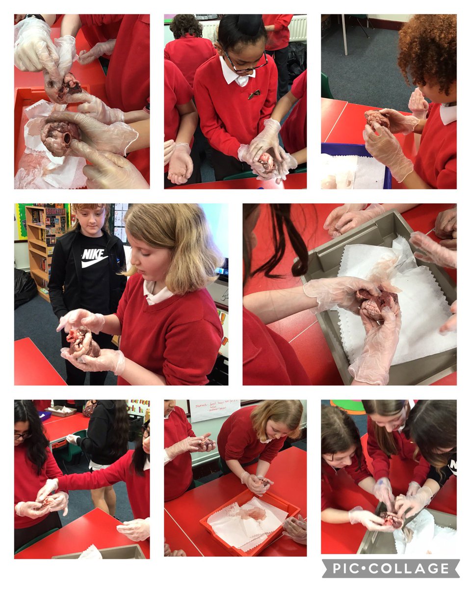 ParkViewPV's tweet photo. In science, Year 6 have been learning about the circulatory system and the function of major organs 🫀🫁🧍♀️🧍 #PVArt #PVScience https://t.co/yeCOxqX6Oi