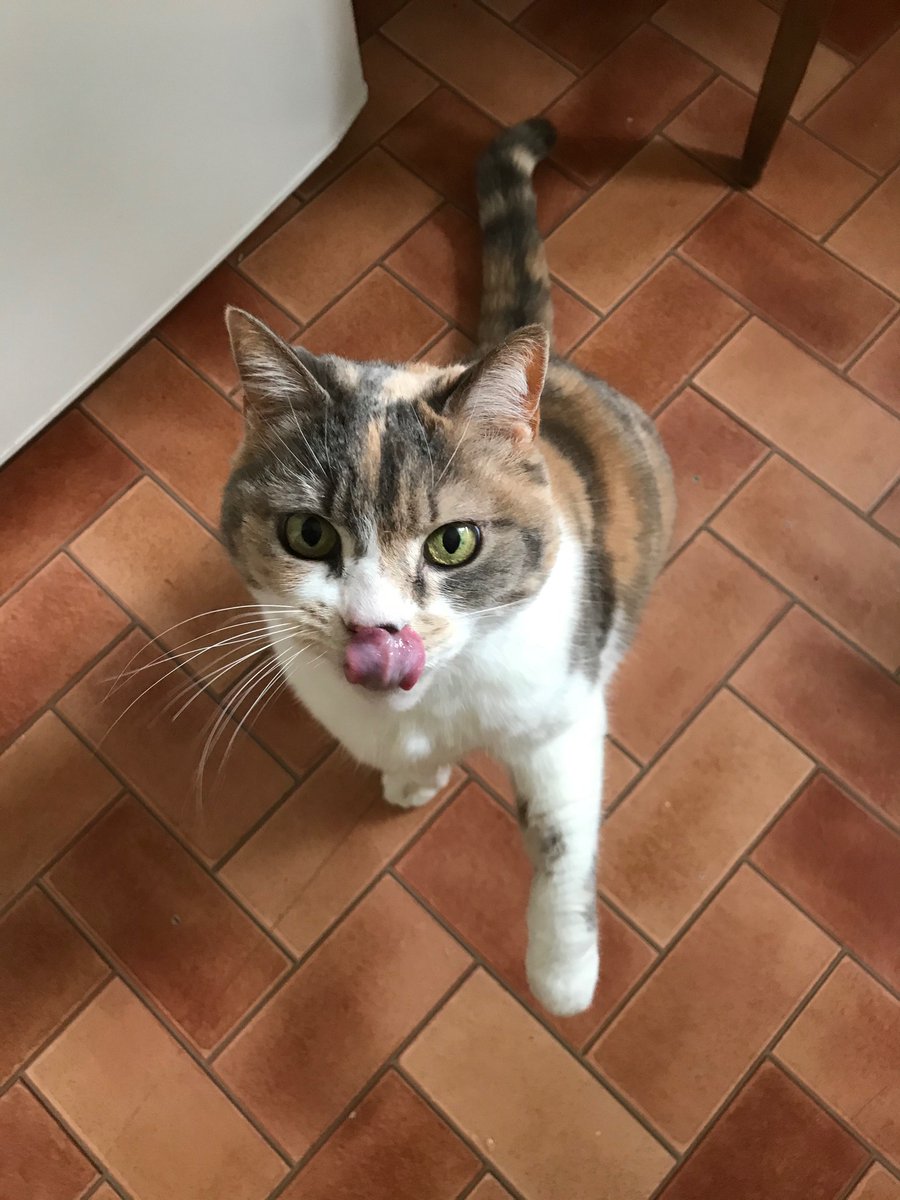 🩶🤍Pluches😼🐰☁️🌈🌟 tweet media