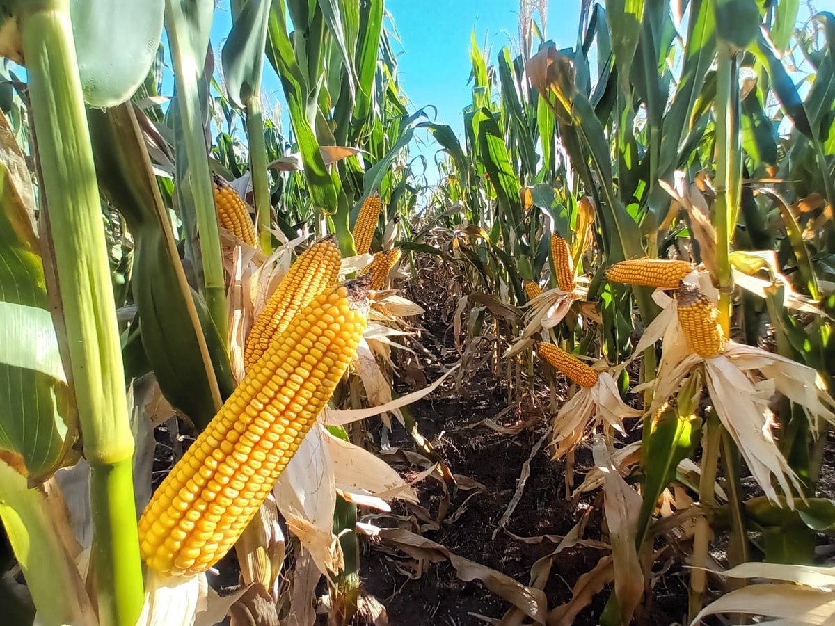PGGWrightson_UY's tweet photo. Este maíz ACA 476 Trecepta en Colonia está demostrando su altísimo rendimiento de grano 🌽
☝️Puede ser usado para silo de planta entera por su gran porte. 
👉Muy sano
☝️Con tecnología Trecepta
Gracias a nuestro técnico @IGuggeri por los registros
@ACAcoop https://t.co/rvhPM2yjZ2