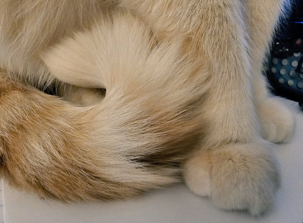 Behold... my cute feets and tail