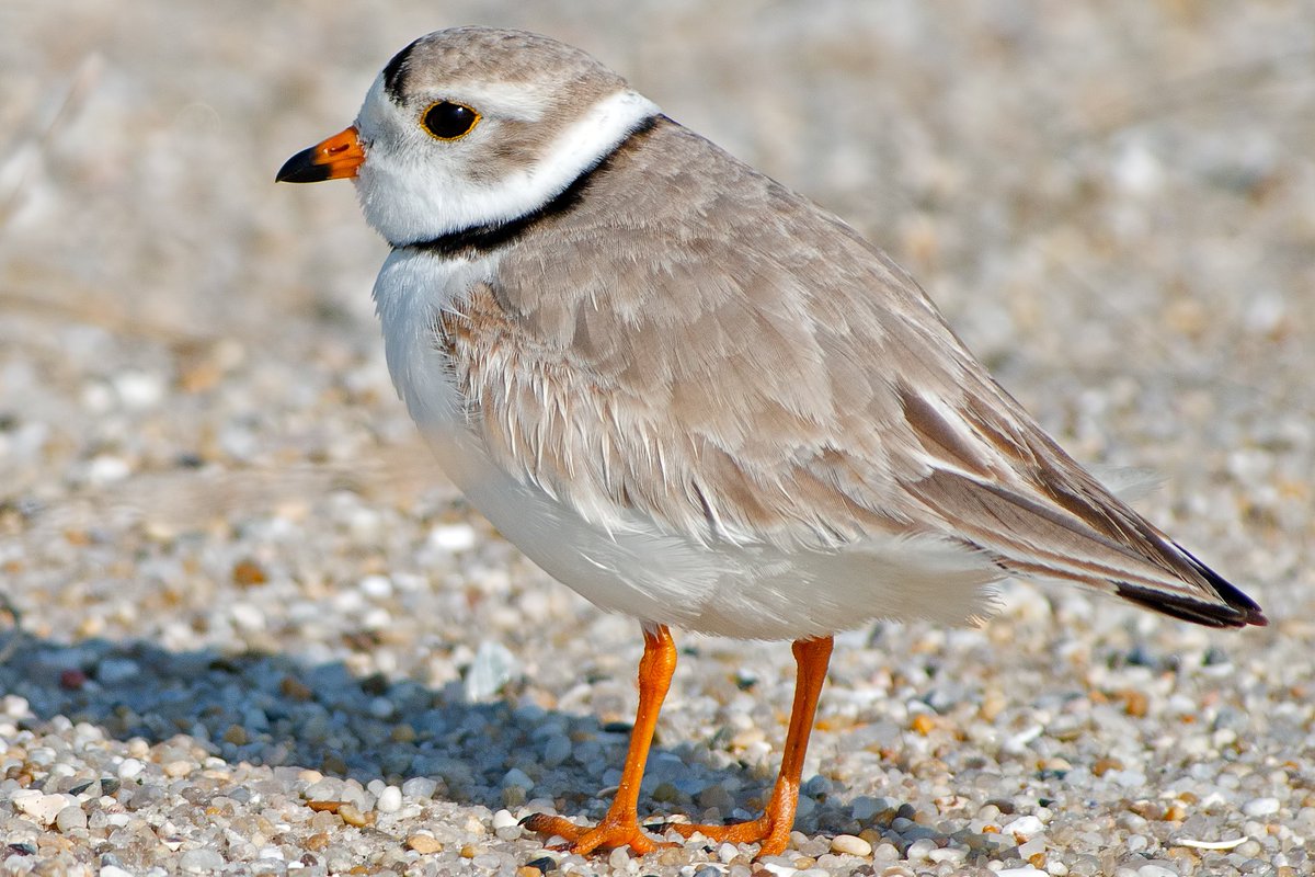 Sustainability at Ohio State (@ohiostsustain) on Twitter photo The Endangered Species Act recently turned 50. Two <a href="/OhioState/">Ohio State</a> researchers (<a href="/OSUbigdata/">OSU Translational Data Analytics Institute</a> & <a href="/OSU_AEDE/">AEDE at Ohio State</a>) were invited by <a href="/ScienceMagazine/">Science Magazine</a> to discuss the law's evolution and what its future might hold. (Pictured: federal & state endangered Piping Plover.) news.osu.edu/how-technology… The Endangered Species Act recently turned 50. Two <a href="/OhioState/">Ohio State</a> researchers (<a href="/OSUbigdata/">OSU Translational Data Analytics Institute</a> & <a href="/OSU_AEDE/">AEDE at Ohio State</a>) were invited by <a href="/ScienceMagazine/">Science Magazine</a> to discuss the law's evolution and what its future might hold. (Pictured: federal & state endangered Piping Plover.) news.osu.edu/how-technology…