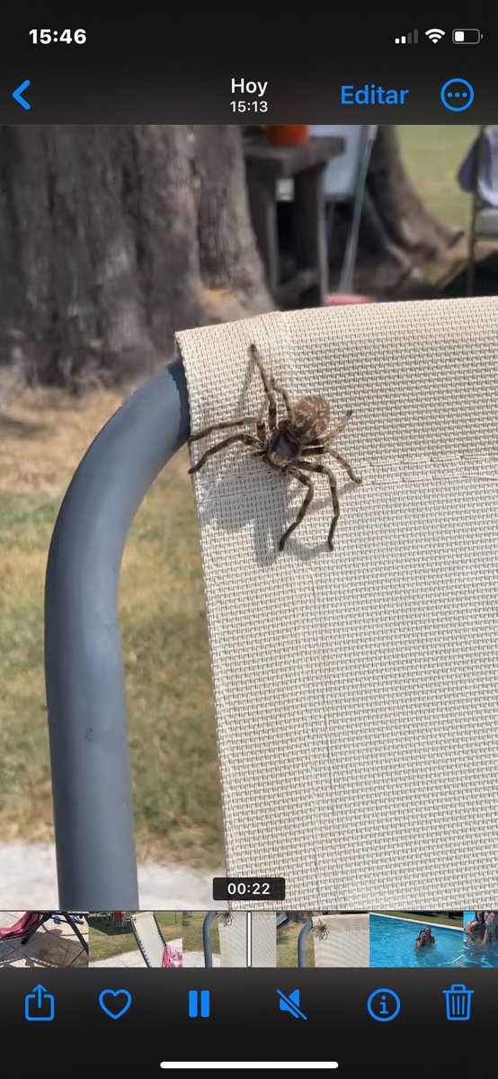 lolacarcova's tweet photo. @Arachno_Cosas  podrías decirme si esta araña es inofensiva? Gracias! https://t.co/arIAU0HwlI