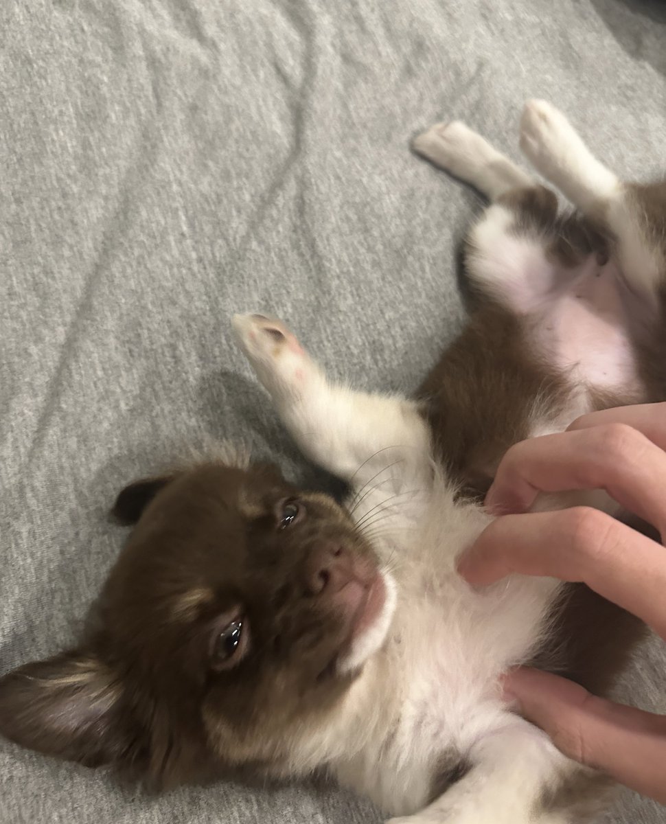 guivissotto's tweet photo. Em 2018 eu pedi demissão de uma agência e conheci a designer que ia entrar no meu lugar… hoje a gente tem um studio e um cachorro. 😳 https://t.co/jqb6YH3ToA