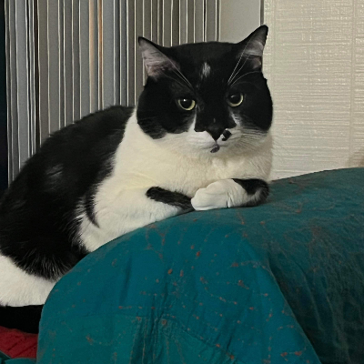 austinanimals's tweet photo. #HomeToHome Courtesy Post

This handsome tuxie is Buchu and he is looking for a new indoor home. 

Learn more and reach out to his current caregiver here: https://t.co/Yg2RNLjLvh https://t.co/Rm39gGy2rD