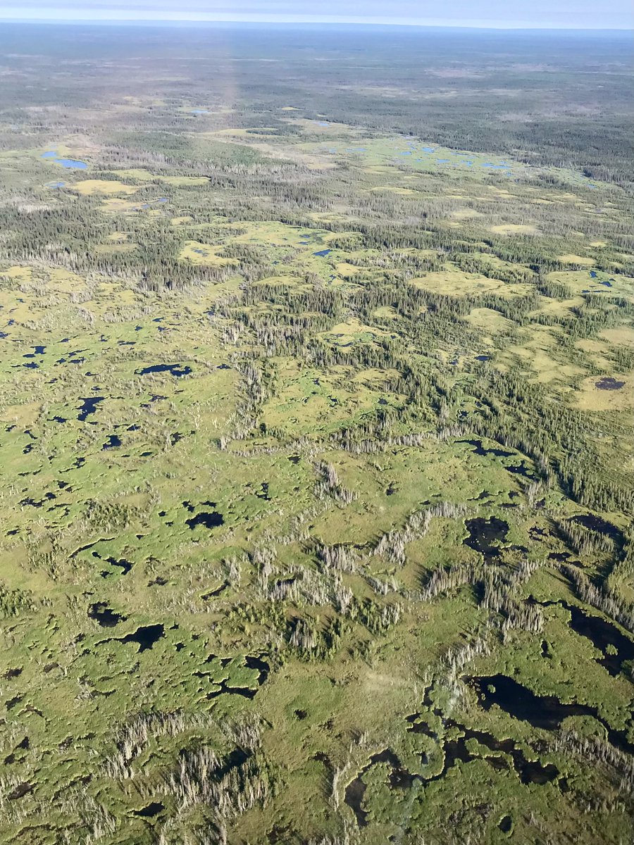 Today is #WorldWetlandDay but EVERY DAY is a day to value and protect these systems that store carbon, clean our water, prevent flooding, and harbor incredible biodiversity.  Please share to battle against the wetlands-as-wastelands mentality.