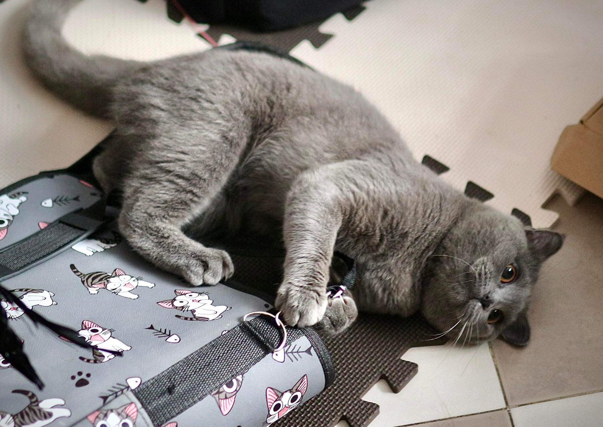 quynhswift's tweet photo. My crazy cat, silly and dumb
#CatsOfTwitter https://t.co/wVbA2E7oXC