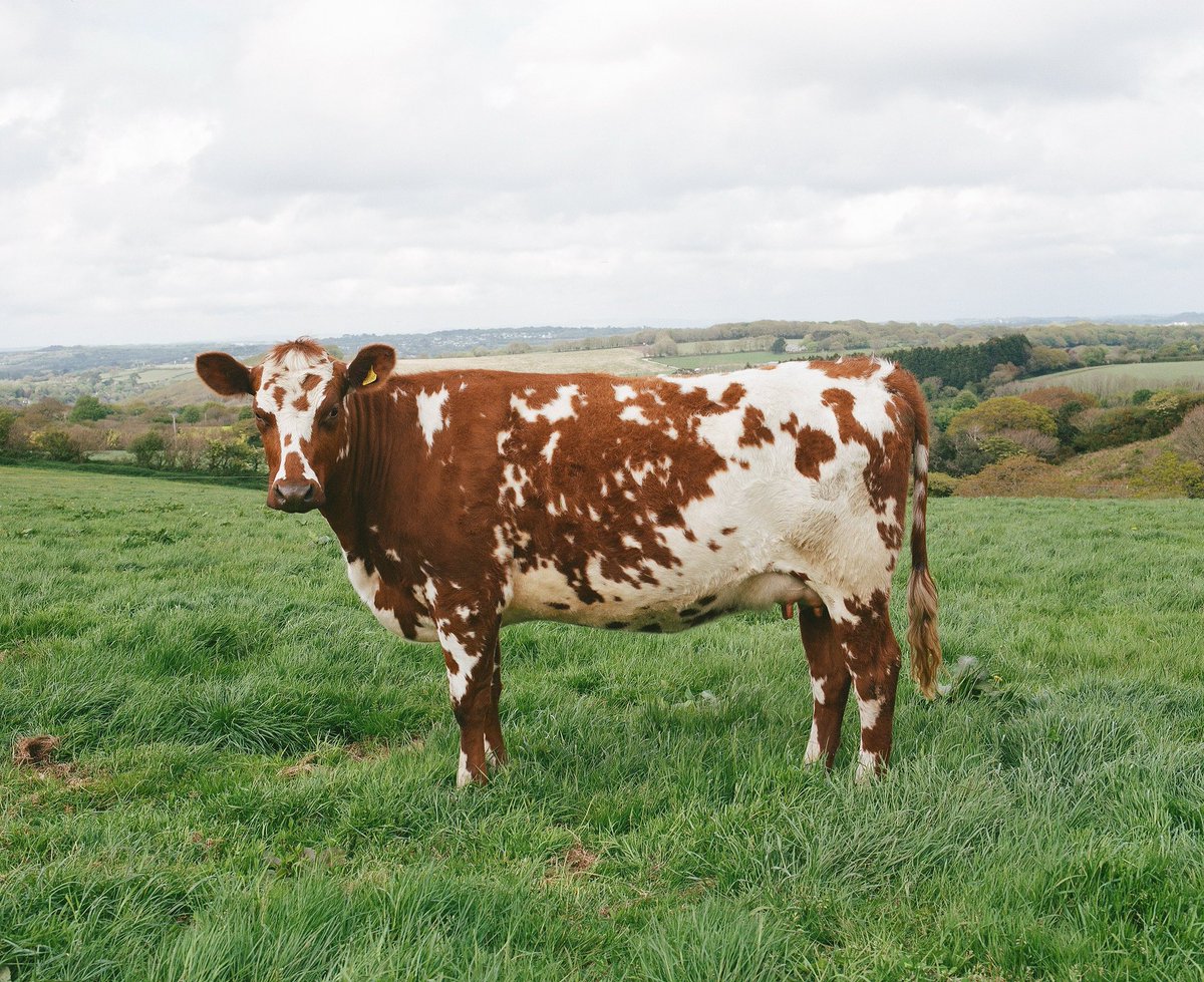Angus D. Birditt (@ourisles) on Twitter photo A Dairy Shorthorn taken when I wrote and photographed <a href="/cornishyarg/">Lynher Dairies</a> & their award-winning cheeses in Cornwall 🧀 A Dairy Shorthorn taken when I wrote and photographed <a href="/cornishyarg/">Lynher Dairies</a> & their award-winning cheeses in Cornwall 🧀