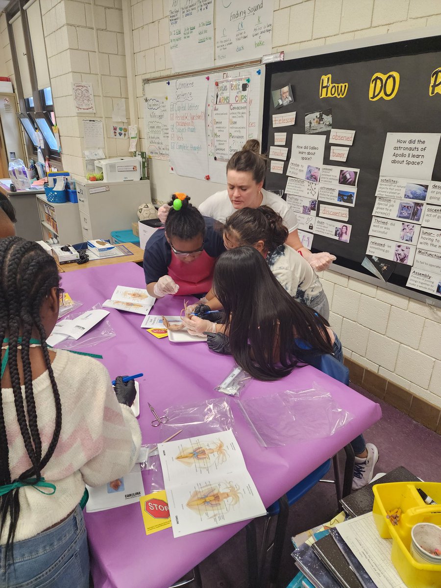 PrincipalWunder's tweet photo. There is nothing better than watching our #CCB34 3rd graders embrace the dissection of squids 🐙 Great job Ms. Stegman, Ms. Carrasquillo, and Ms. Mandel!! @BaltCitySchools @SonjaSantelises @PlaceTos https://t.co/D92opSUoFo