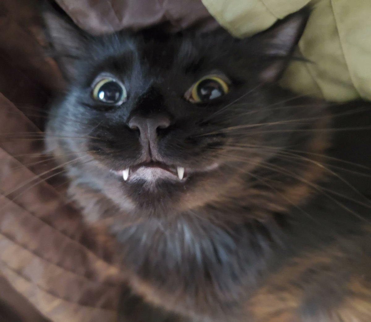 SonicSingulrity's tweet photo. @JagexDoom I was just thinking last night about how we haven't gotten a Ripley picture in a while but never said anything... get out of my head!

Also here's a Hades picture in exchange https://t.co/nDR1hkGh60