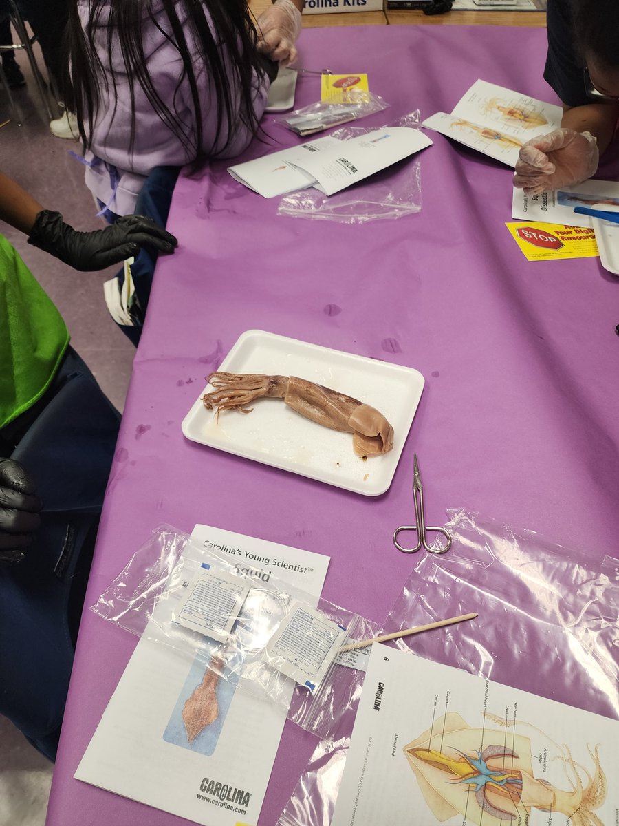 There is nothing better than watching our #CCB34 3rd graders embrace the dissection of squids 🐙 Great job Ms. Stegman, Ms. Carrasquillo, and Ms. Mandel!! <a href="/BaltCitySchools/">Baltimore City Public Schools</a> <a href="/SonjaSantelises/">Sonja Santelises</a> <a href="/PlaceTos/">Stacy Tosé</a>