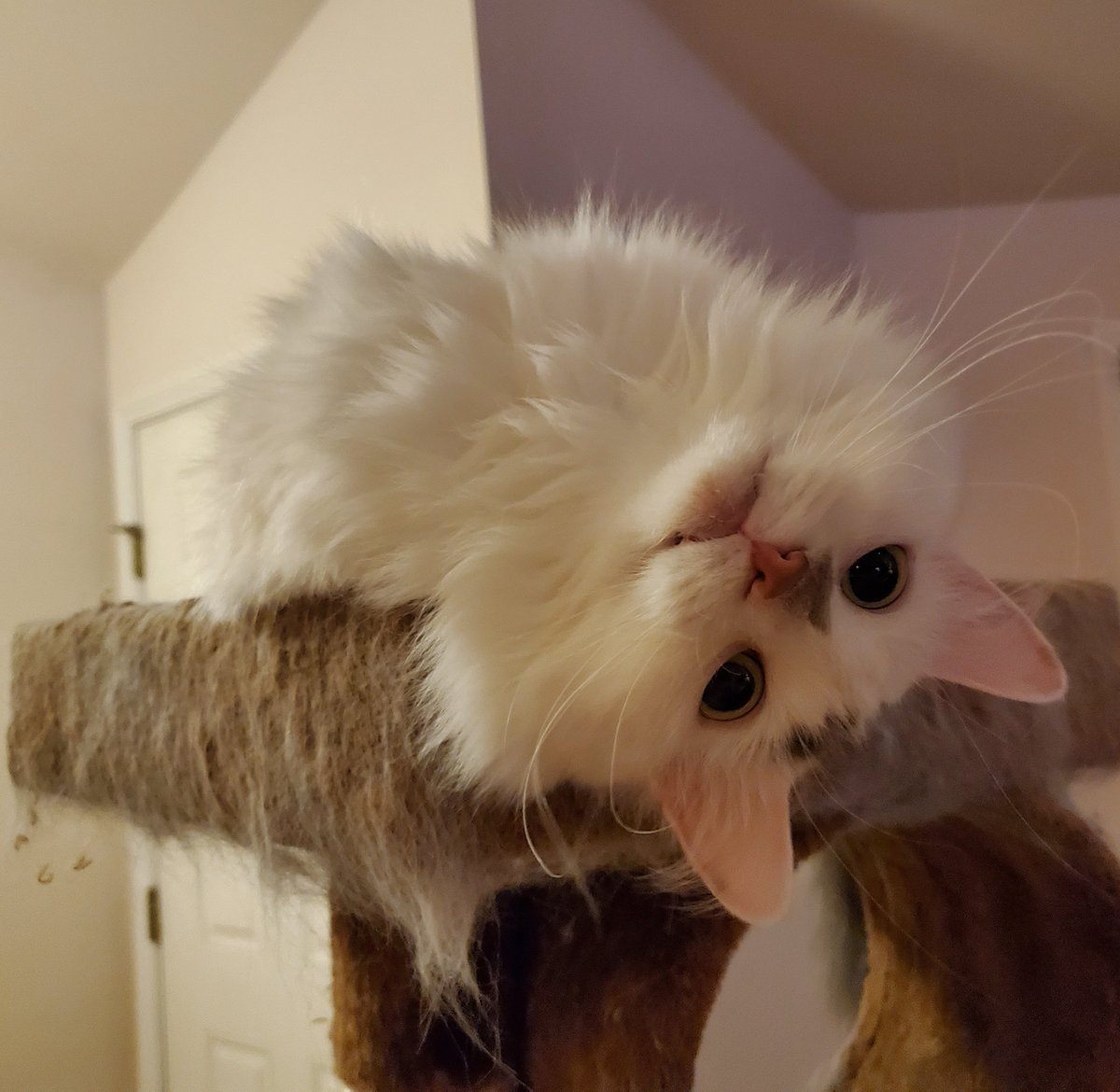 SonicSingulrity's tweet photo. @JagexDoom You know what? I'll throw in an Athena picture for no extra charge https://t.co/A8iDnt3ARw