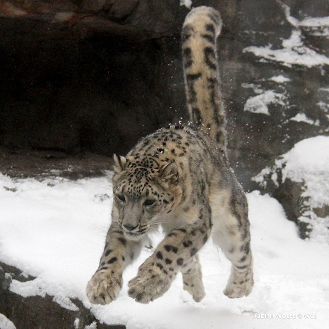 centralparkzoo's tweet photo. Leap into the weekend like our snow leopard, Valens! https://t.co/8XD259GWwu