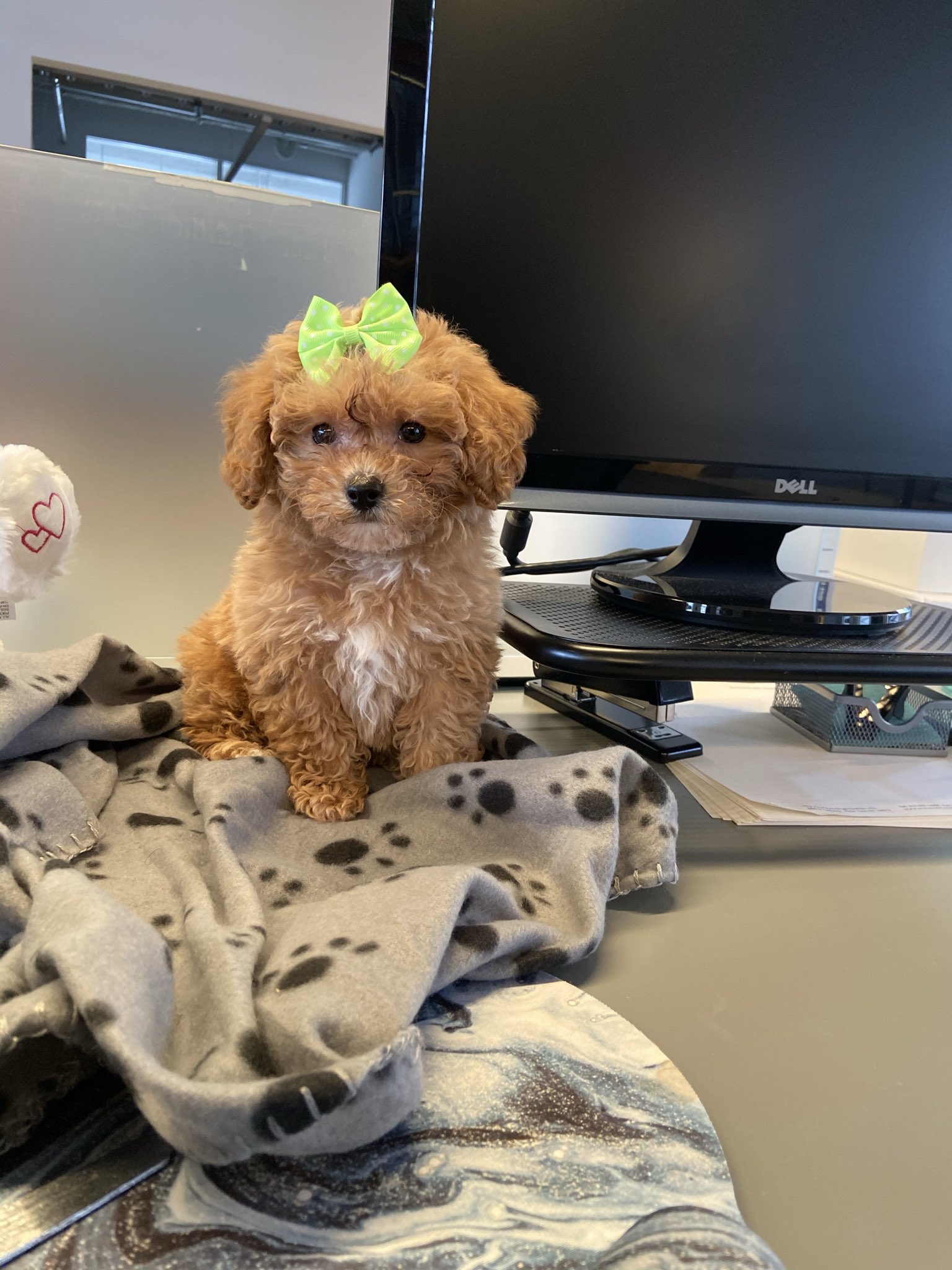 Toy poodle best sale x bichon frise