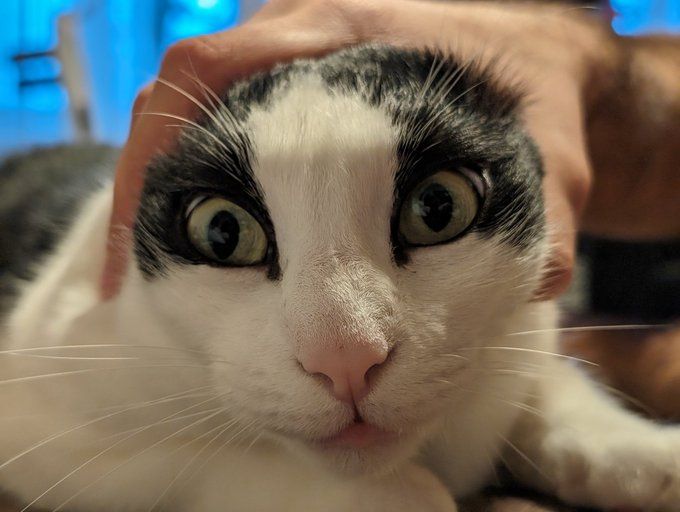 CatsHeld's tweet photo. https://t.co/4SP1B3x3JS