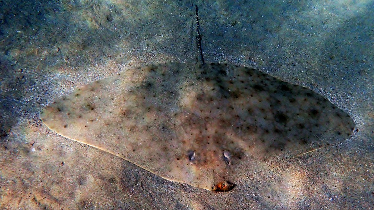 A #WorldWetlandsDay🧵on Oman Gulf #CoralReef fish around Snoopy Island, Fujairah, UAE from Sandy Beach Hotel. 1st Elasmobranchs. In April 2018 young Blacktip Reef Sharks (incl. Striped Remora) common, but in July 2023 rare, like Honeycomb Stingray & Longtailed butterfly ray. 1/25