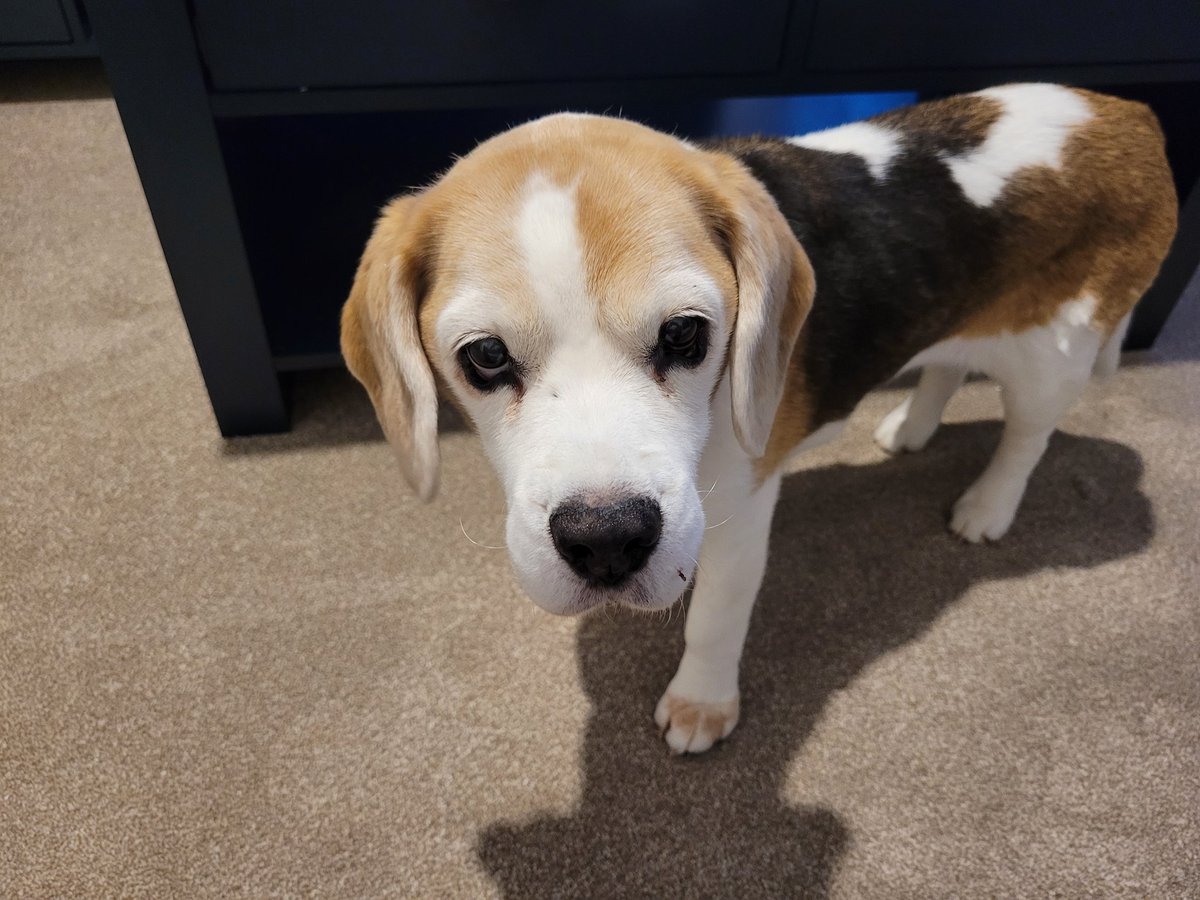 Sad to report Roxy crossed the rainbow bridge last night.
This account no longer has any beagles left. 😢💔