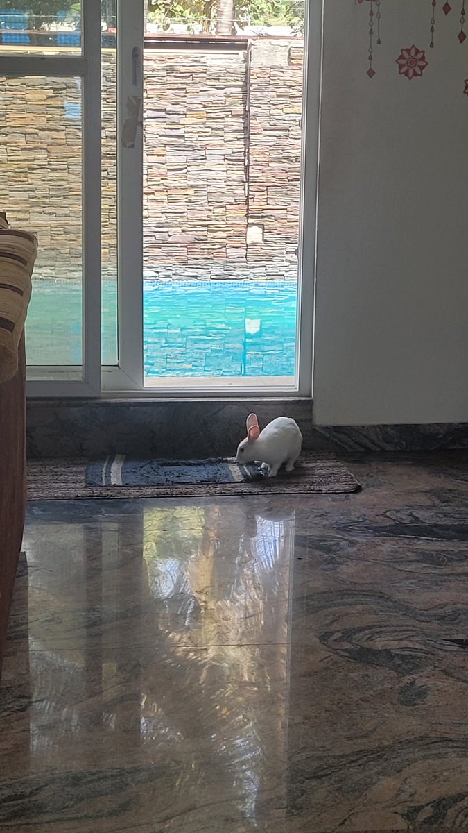Dontworrydev's tweet photo. Bunny spotted https://t.co/TWPsavCZiJ