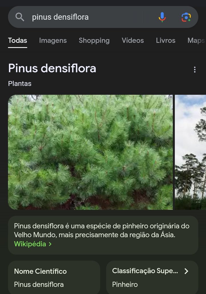 tiktaktic's tweet photo. @LJoga UM PINHEIRO, NRML UM PINHEIRO PINHEIROOOOOO https://t.co/9wDK3WNLjG