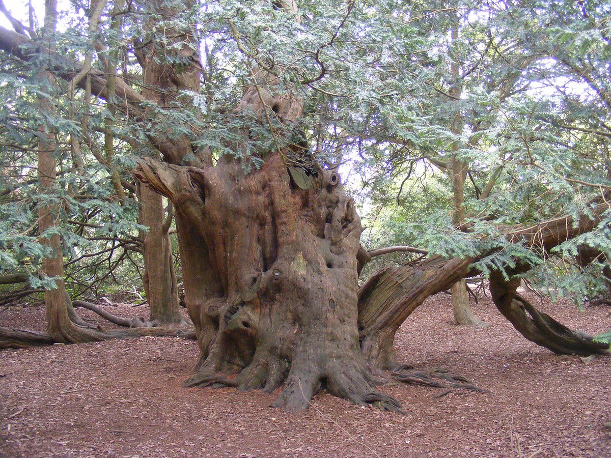 SLBotanicalInst's tweet photo. The Mystery of the Yew (online talk)
Tues 20 Feb 7pm - 8pm Led by author Bob Gilbert. Book: https://t.co/1JVHUwrx2j Join Gilbert as he shares historical and mystical findings from his visits to many ancient yews.
#slbi #ancienttrees #yews #yewtree #treestreestrees #onlinetalk https://t.co/RA3IyoSzpI