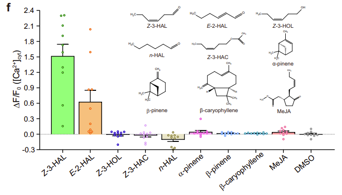 ADSteinbrenner's tweet photo. Fantastic new work on volatile-induced responses in Arabidopsis.

- Initial green leafy volatile (GLV) perception occurs in guard cells (rapid pGC1::GCaMP3 response)
- Ca2+ increase is specific to C6 aldehydes but not other GLVs/terpenes/MeJA)

https://t.co/PrYk7skYTR https://t.co/iTUUaPmOqp