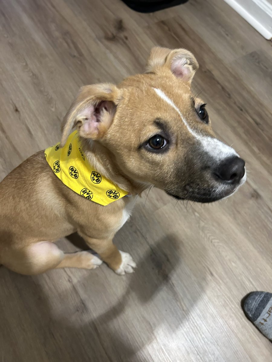 Millie’s first match day!!! 🖤💛#bvb #dortmund #echteliebe #hejabvb #ynwa #bundesliga