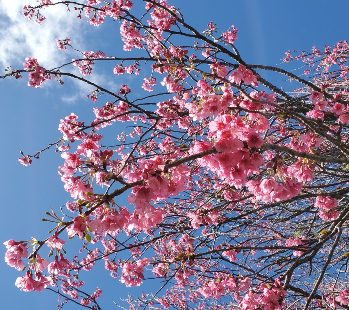 Dunn4Authors's tweet photo. It's Aloha Friday and cherry blossoms (sakura) are in bloom.
#AlohaFriday #ItsAlohaFriday #AlohaSpirit #AlohaState #AlohaStateOfMind #AlohaHawaii #AlohaKakahiaka #hawaii #LuckyWeLiveHawaii https://t.co/c2j7JUagLP