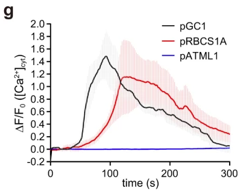 ADSteinbrenner's tweet photo. Fantastic new work on volatile-induced responses in Arabidopsis.

- Initial green leafy volatile (GLV) perception occurs in guard cells (rapid pGC1::GCaMP3 response)
- Ca2+ increase is specific to C6 aldehydes but not other GLVs/terpenes/MeJA)

https://t.co/PrYk7skYTR https://t.co/iTUUaPmOqp