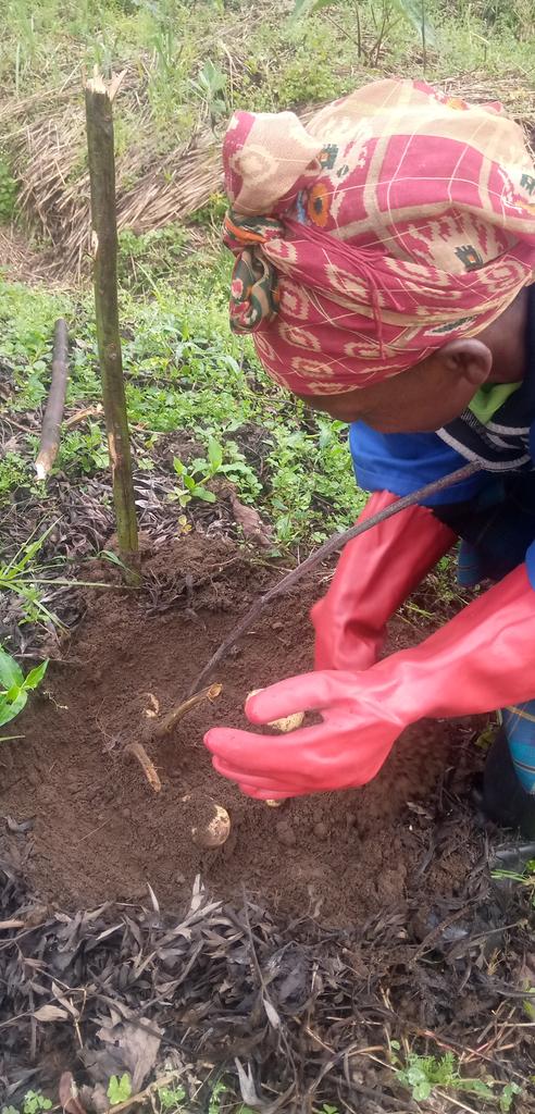 Today,we harvested the second research trial of potatoes conducted in Gataraga sector @MusanzeDistrict,this study assesses the effectiveness of different biopesticides in controlling pests and diseases while minimizing environmental impacts and promoting agroecogical practices🌱