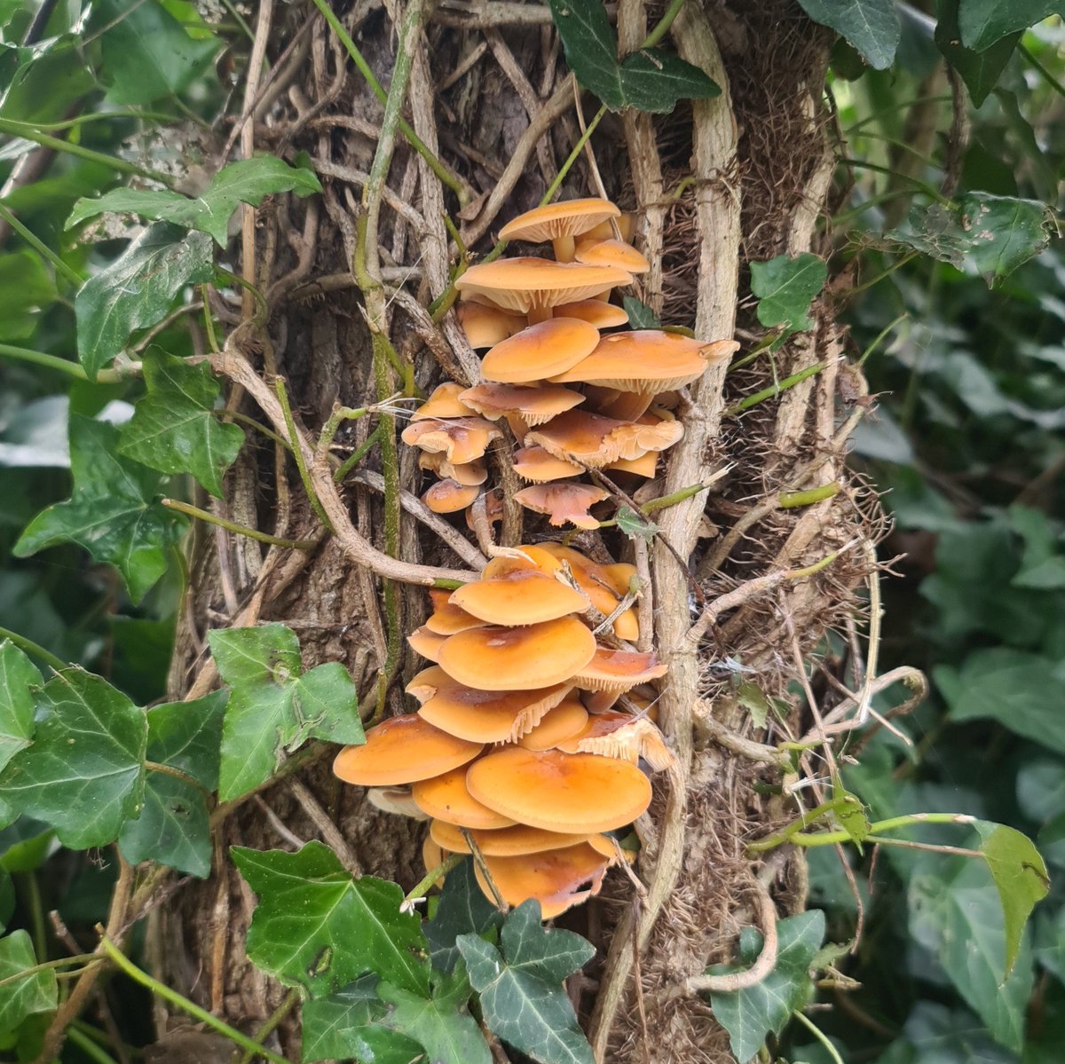 Velvet Shank #fungi at Bowling Green Marsh this week. 
#FridayFungi
