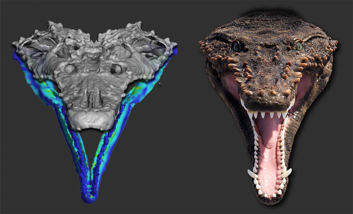 UFSM_oficial's tweet photo. "Mordida pré-histórica: cientistas gaúchos unem Paleontologia e Engenharia para recriar hábito de caça de predador extinto há 230 milhões de anos. Equipe da #UFSM e Unipampa desvenda segredos da evolução! 🦖🔍

📲 Saiba mais: https://t.co/KfzcLwgRUN. https://t.co/wWA2WmZ8hJ