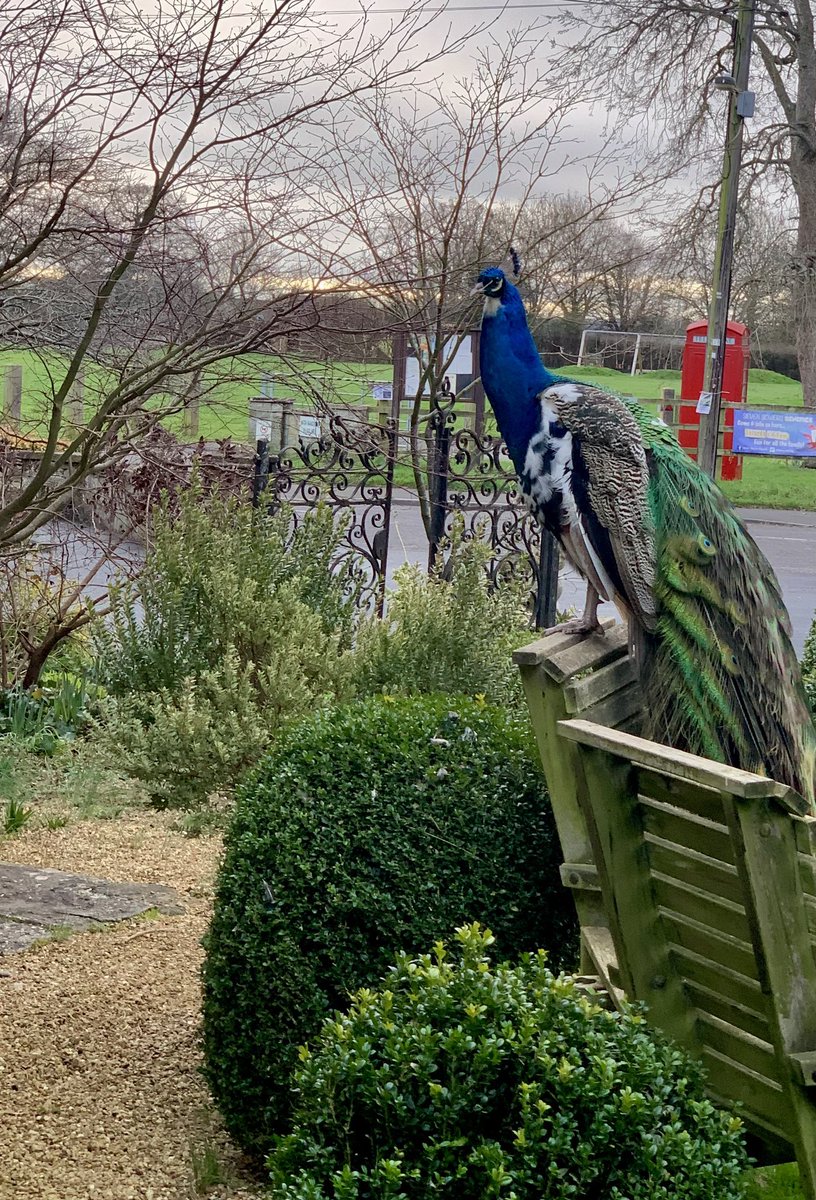 Nice Peacock outside my hotel/ cottage door this morning in lovely Devon. As you do.