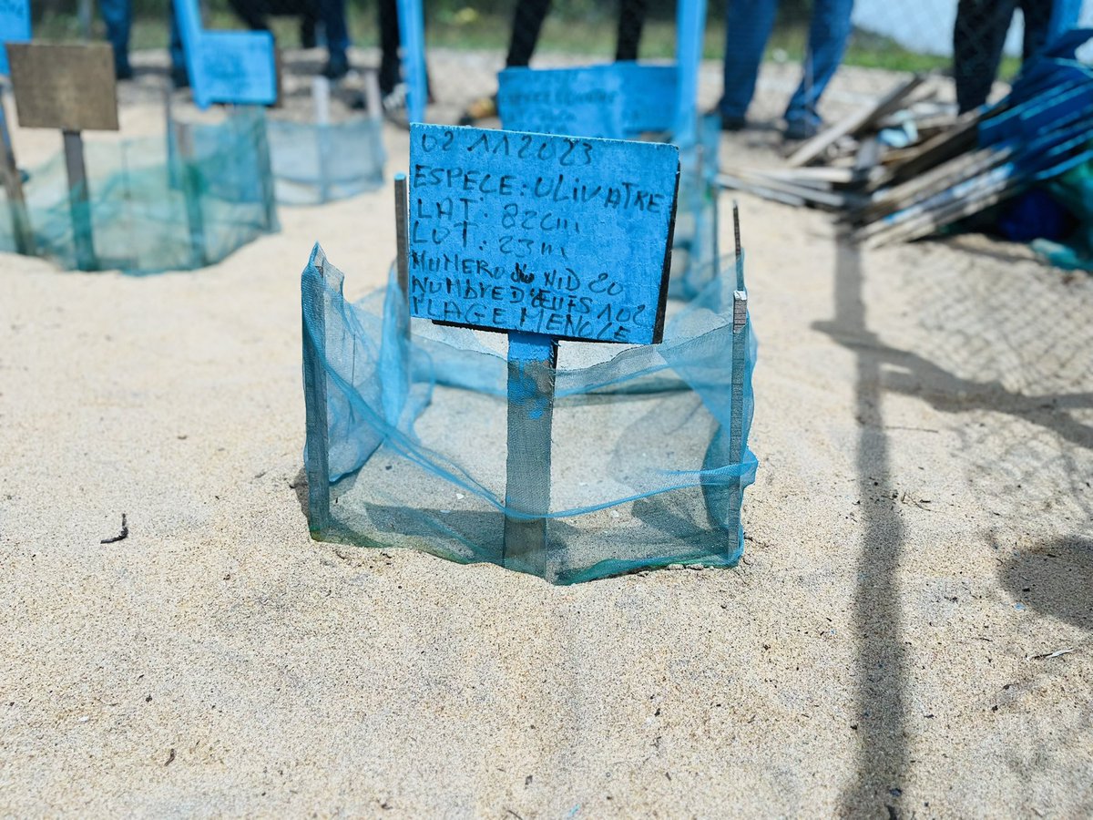 rampao_network's tweet photo. 📷 👋🏾 Images of the visit to the sea turtle hatchery located within the #RAMPAO member Grand-Bereby MPA.✳️👌🏾
……
Quelques images de la visite de l’écloserie de tortue Marine implantée au sein de l’AMP Grand-Bereby membre du RAMPAO.🌿 https://t.co/rozSw3aQ45