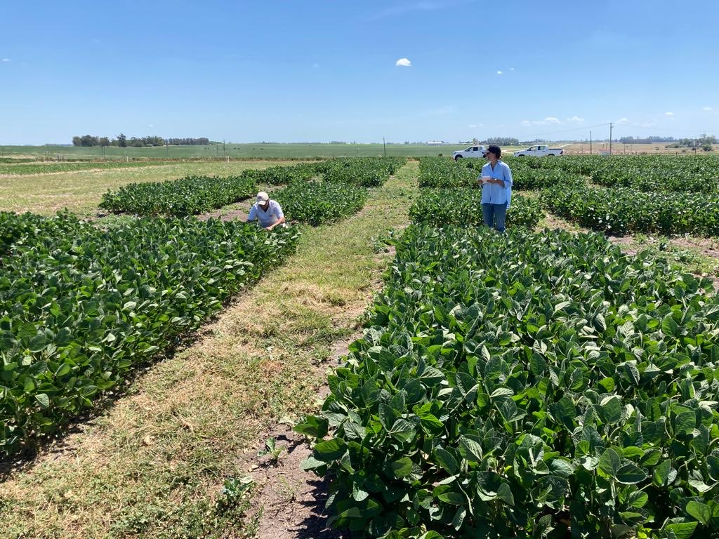 Recorrida de ensayos sobre el litoral del país donde se evalúan diferentes tratamientos de semilla en soja.