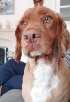 millypod1's tweet photo. Possibly #STOLEN by someone travelling along Coventry Canal or Ashby Canal #StillMissing😢

🆘24 NOV 2023 #Lost CHESTER #ScanMe #Tagged
Ginger Sprocker Male 
Pooley Country Park #Polesworth #B78  nr #Tamworth #M42 Motorway. River Anker.   PLEASE SHARE. https://t.co/XwQRJ3kcD5 https://t.co/3xC9K5U3WC