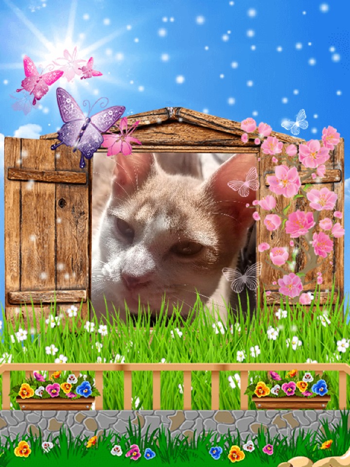 Day 2 Groundhog we is happy here the groundhog says early spring 🌼 #GroundhogDay2024 #PostAFavPic4VioletFeb24 #CatsofTwittter