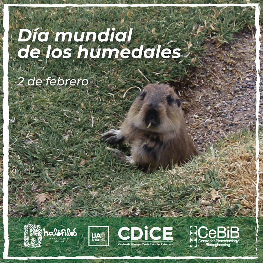 Halófilos tweet media